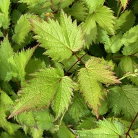 Astilbe chinensis 'Finale'